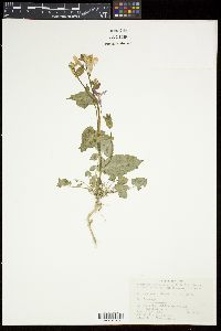 Orychophragmus violaceus image
