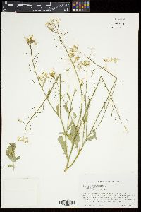 Raphanus raphanistrum image