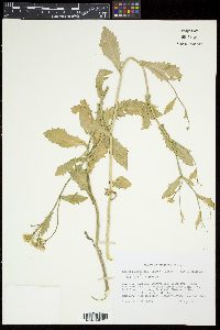 Rorippa austriaca image