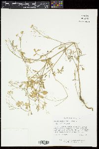 Rorippa sinuata image