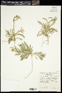 Rorippa sinuata image
