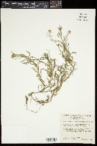 Rorippa sinuata image