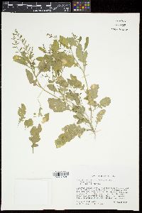 Rorippa sessiliflora image