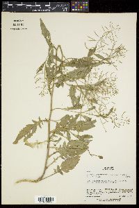 Rorippa indica image