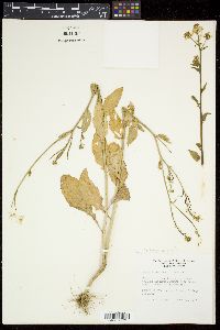 Sinapis arvensis image
