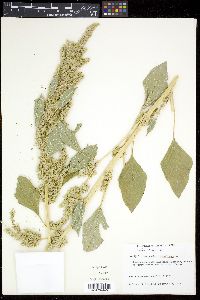 Amaranthus retroflexus image