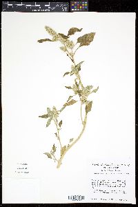 Amaranthus retroflexus image