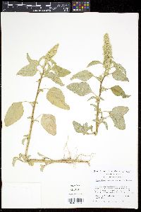 Amaranthus retroflexus image