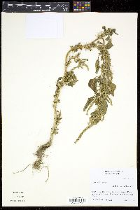 Amaranthus spinosus image