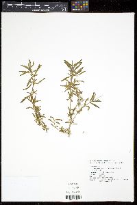 Alternanthera sessilis image