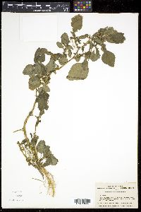 Amaranthus blitum image
