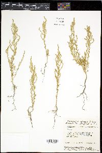 Bassia hirsuta image