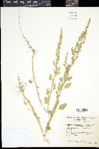 Chenopodium berlandieri image
