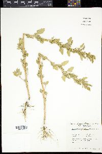 Chenopodium berlandieri image