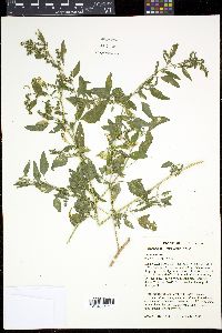 Chenopodium bushianum image