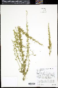 Dysphania botrys image