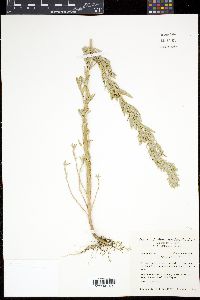 Chenopodium leptophyllum image