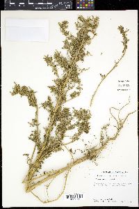 Chenopodiastrum murale image