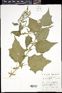 Chenopodiastrum hybridum image