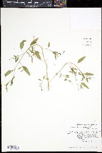 Chenopodium standleyanum image