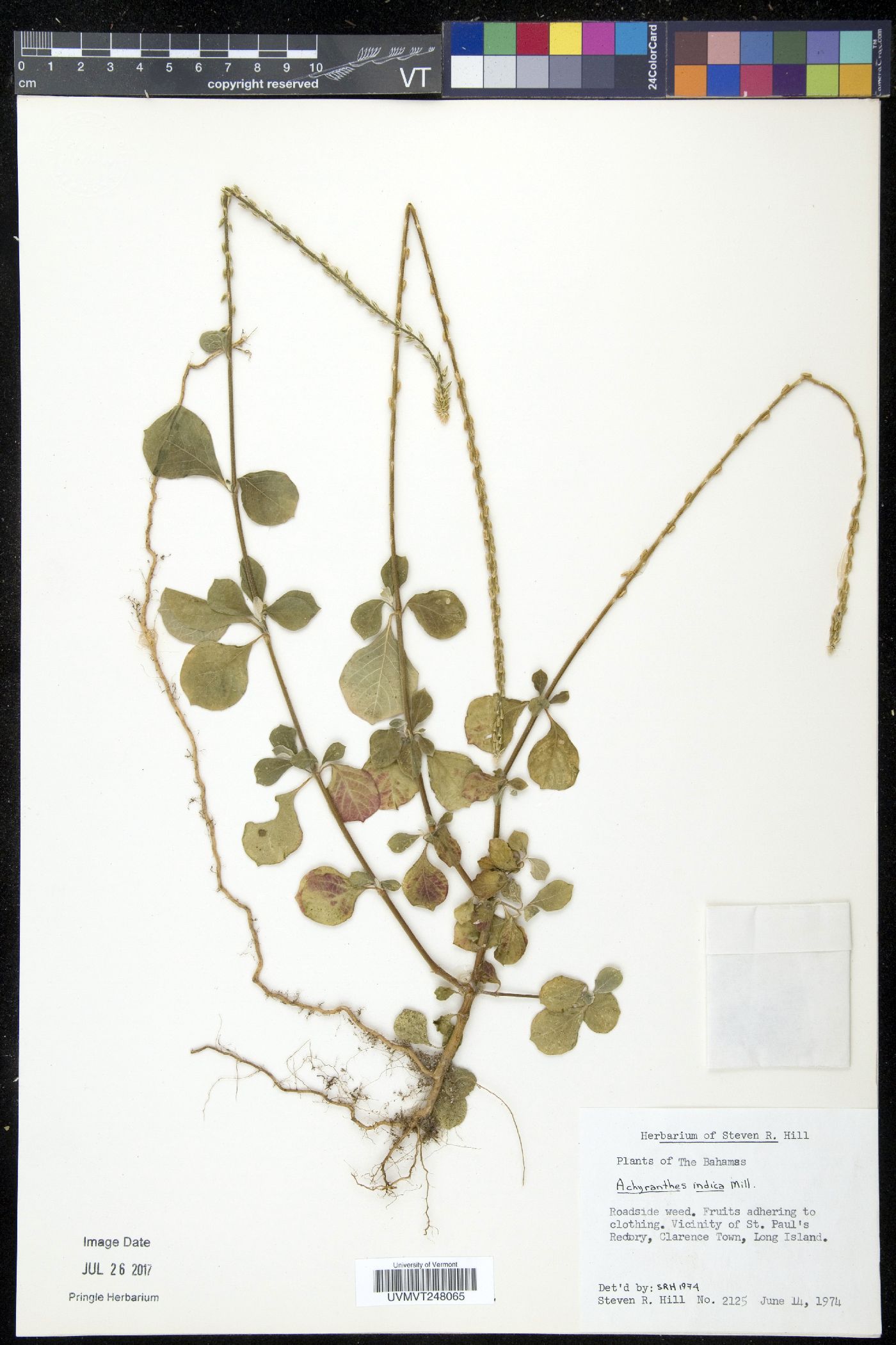 Achyranthes indica image