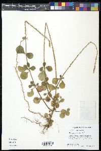 Achyranthes indica image