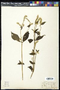Achyranthes bidentata image