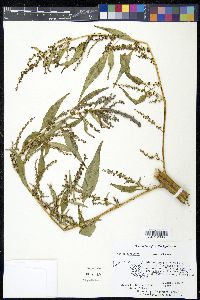 Acnida cannabina image