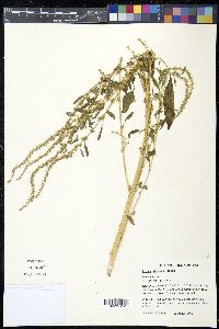 Amaranthus tuberculatus image
