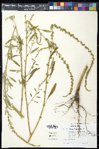 Amaranthus tuberculatus image