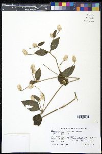 Alternanthera brasiliana image