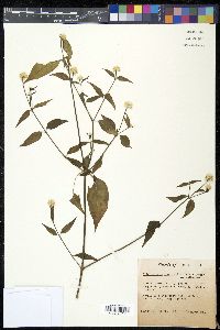 Alternanthera flavescens image