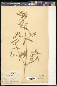 Alternanthera sessilis image