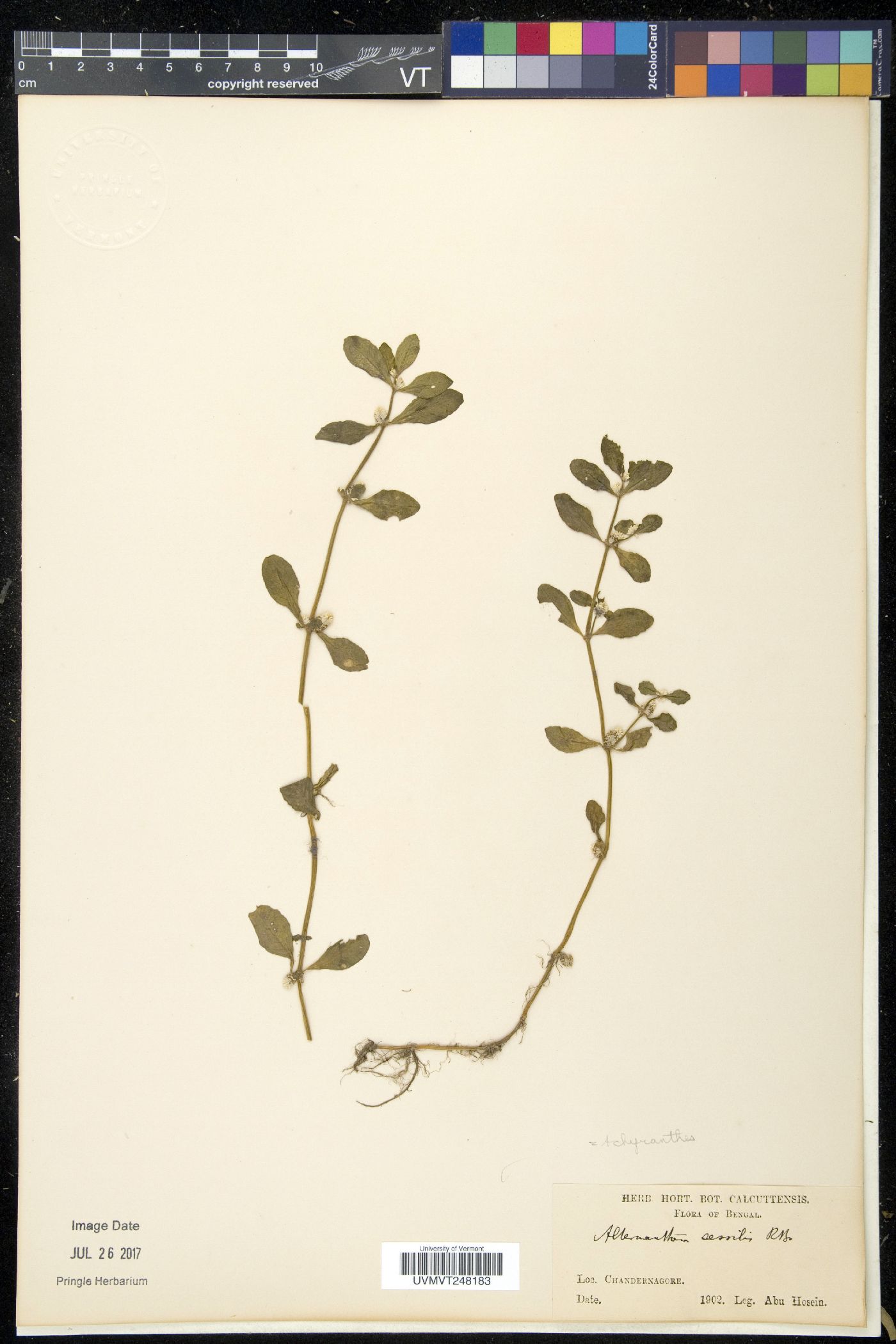 Alternanthera sessilis image