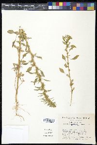 Amaranthus powellii image
