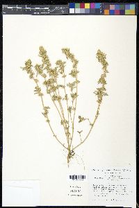 Amaranthus powellii image