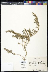 Amaranthus polygonoides image