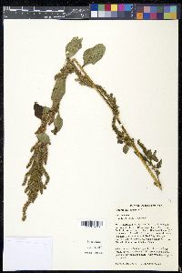 Amaranthus cruentus image