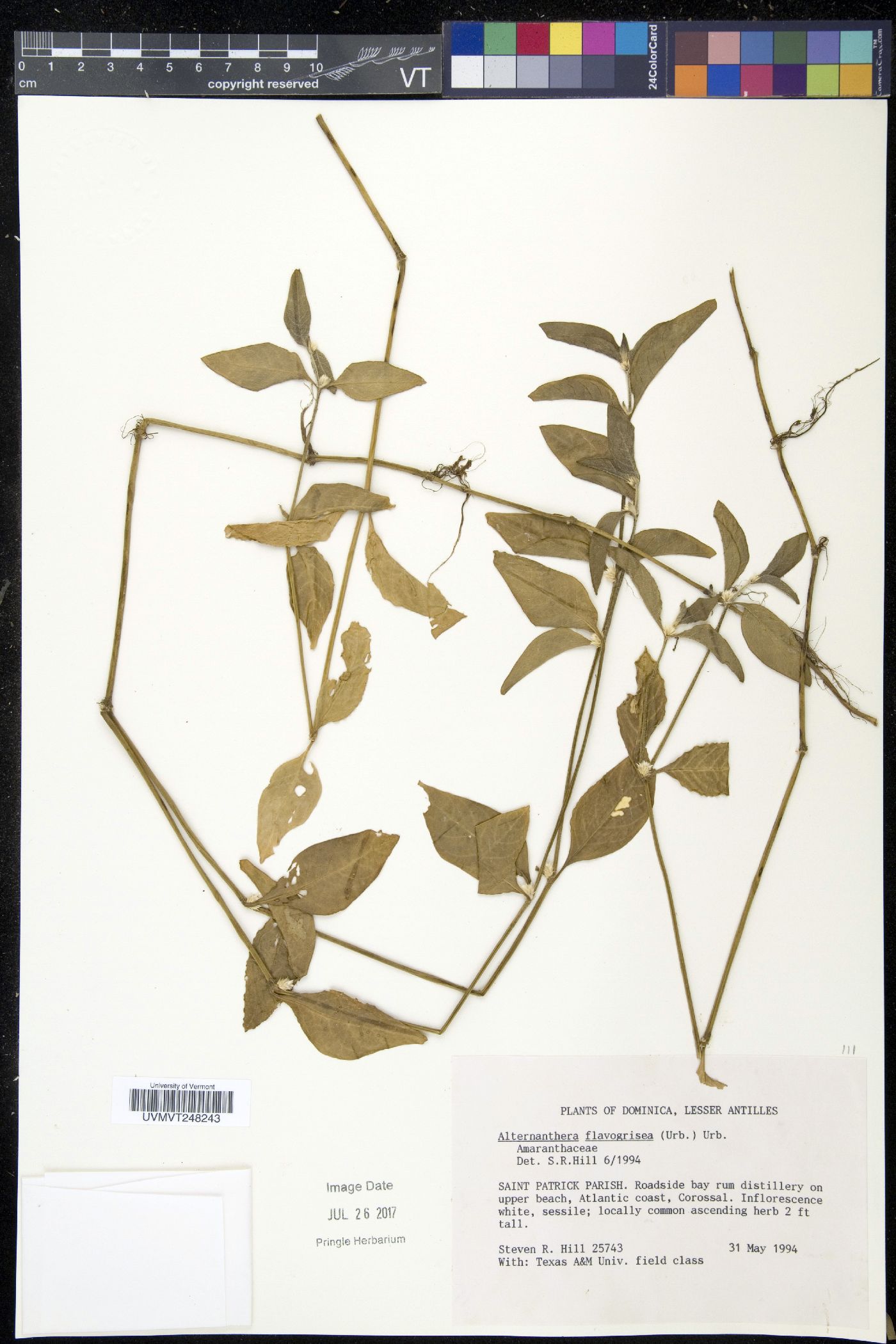 Alternanthera flavogrisea image