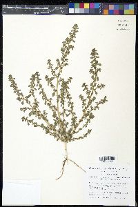Amaranthus albus image