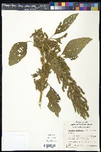 Amaranthus retroflexus image
