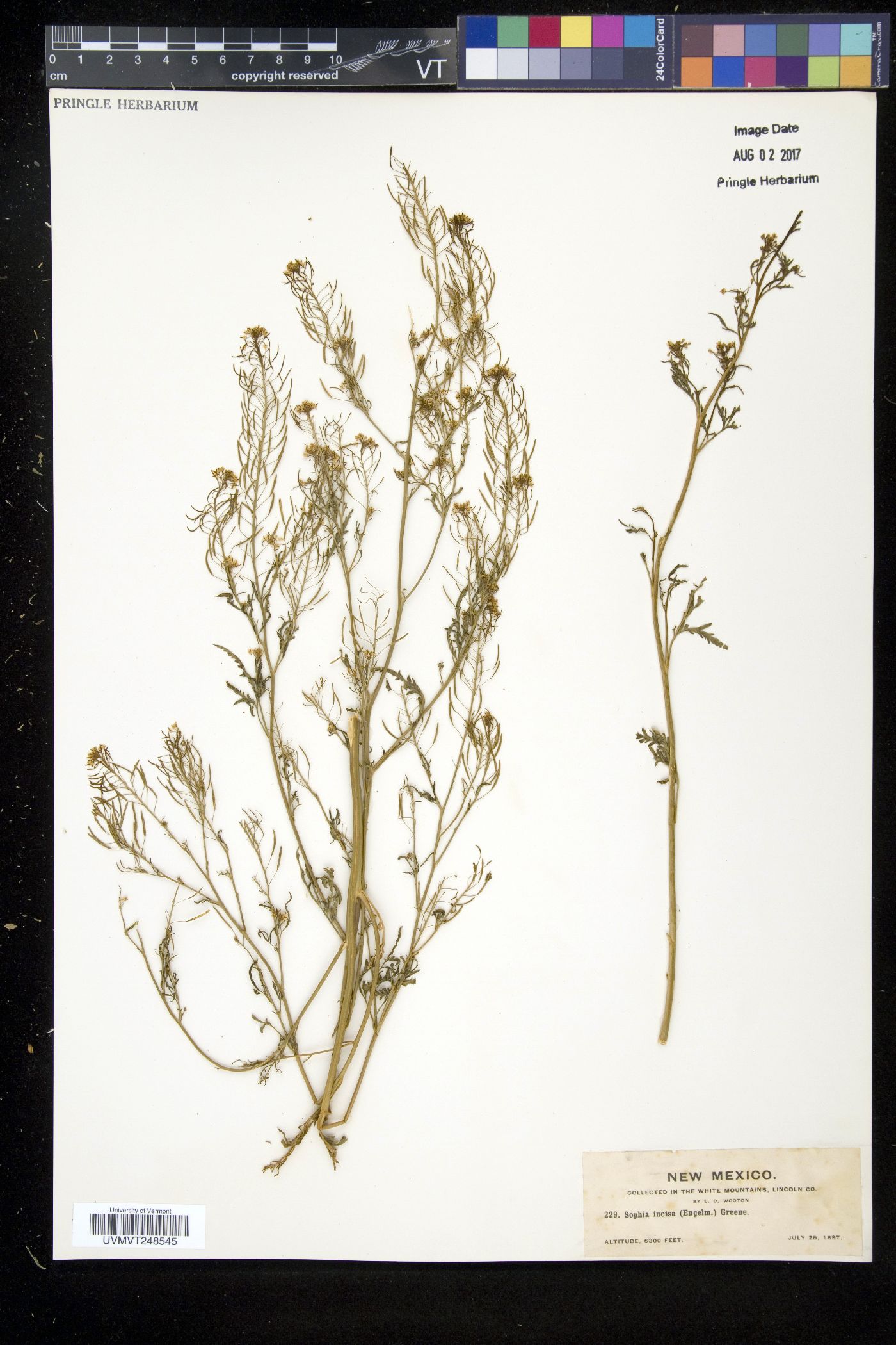 Sophia image