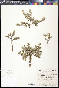 Guilleminea densa image