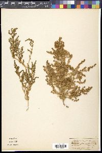 Halogeton glomeratus image