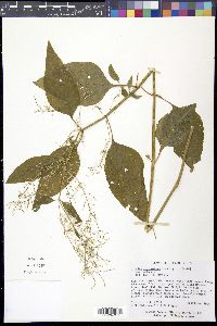 Iresine rhizomatosa image