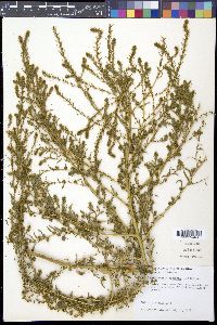 Bassia scoparia image