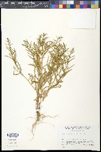 Bassia scoparia image