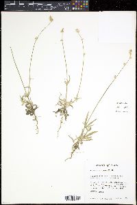 Froelichia drummondii image