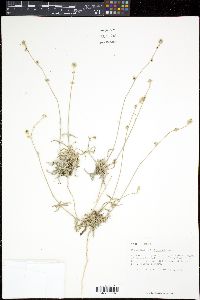 Froelichia drummondii image