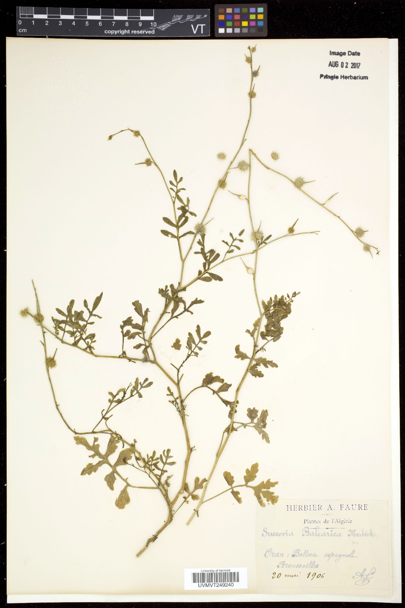Succowia image